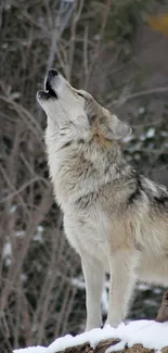 Majestic wolf howling in winter forest wallpaper.