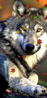 Majestic wolf in an autumn forest setting, showcasing wildlife beauty.