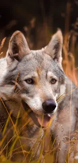 A majestic wolf in an autumn field, with earthy tones.