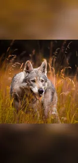 Majestic wolf in golden autumn field.