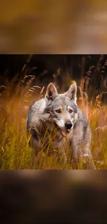 Majestic wolf in autumn field, creating a serene wallpaper.