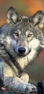 Majestic wolf resting in autumn forest scenery.