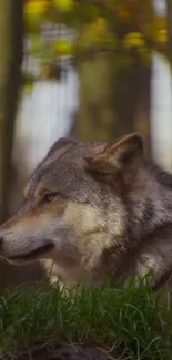 Majestic wolf in a vibrant autumn forest setting.