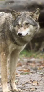 Majestic gray wolf standing in autumn forest with fallen leaves.