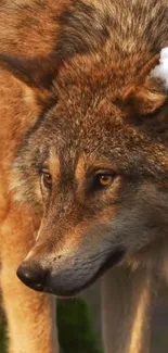 Majestic wolf in warm autumn light, close-up view.