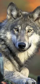 Majestic gray wolf resting in lush autumn forest scene.