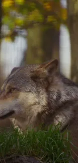 Majestic wolf standing gracefully amidst autumn forest scenery.