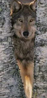 Majestic wolf peeking through birch trees in a serene forest setting.