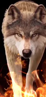 Majestic wolf surrounded by fiery flames on a dark background.