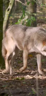 A majestic wolf walks through a sunlit green forest, surrounded by trees.