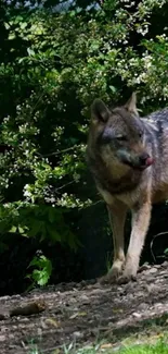 Majestic wolf standing in lush forest wallpaper