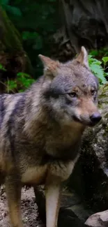 Majestic wolf standing in a lush green forest