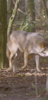 Majestic wolf wandering through a serene forest background.