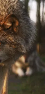 Close-up of a majestic wolf in a serene forest backdrop.