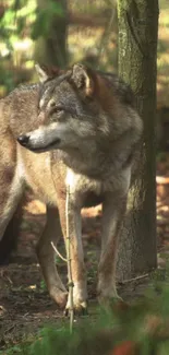 Majestic wolf standing in a lush green forest.