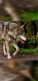 Majestic wolf walking through vibrant green forest backdrop.