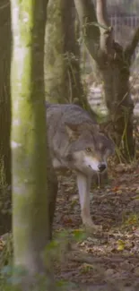 Majestic wolf stealthily moves through a lush forest.