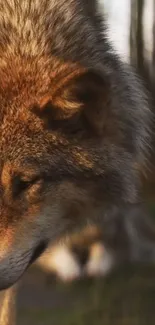 Majestic close-up of a wolf in its natural forest habitat, ideal for mobile wallpaper.