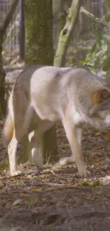 Majestic wolf wandering in a serene forest setting.