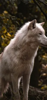 Majestic wolf standing in a tranquil forest.