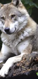 Majestic wolf resting on a rock in the forest.