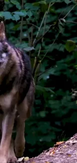 Majestic wolf walking through lush green forest.