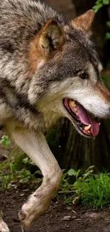 Wolf walking gracefully through the lush forest.