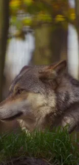 Majestic wolf poses in tranquil forest setting.