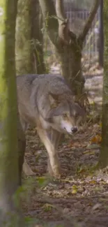 Wolf in a sunny forest setting with trees and foliage.