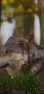 Majestic wolf standing in a forest, surrounded by trees and grass.