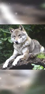 Majestic wolf resting in lush forest with starry glow.