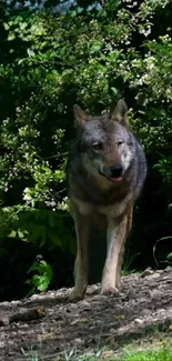 Majestic wolf walking in lush green forest setting.