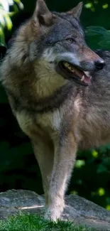 Majestic wolf standing in a lush green forest.