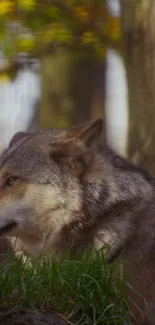 Majestic wolf in a serene forest landscape.