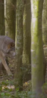 A wolf wanders through a sunlit forest, surrounded by trees.