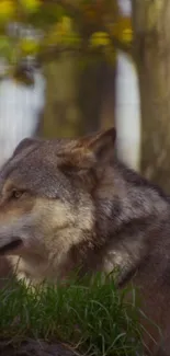 Majestic wolf standing in a forest backdrop with trees and grass.