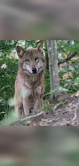 A lone wolf stands in a lush, green forest setting.