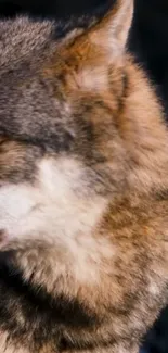 Close-up of a wolf in a serene forest setting, with warm brown hues.