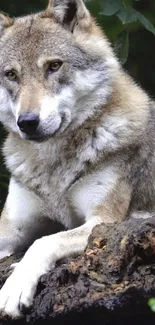 Majestic wolf resting on a log in the forest, surrounded by greenery.