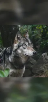 Majestic wolf in lush forest backdrop.