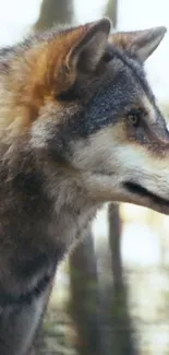 Gray wolf in a peaceful forest setting, radiating strength and beauty.