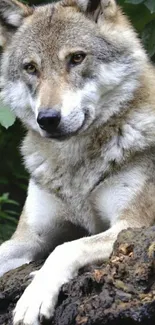 Majestic wolf resting on a log in the forest.