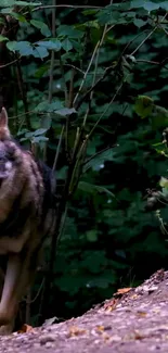 Majestic wolf navigating a dense forest trail.