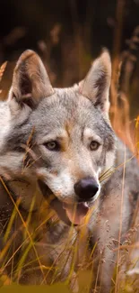 Wolf amidst golden grass in a peaceful natural setting.