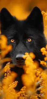 Black wolf amidst vibrant orange flowers.