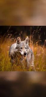A majestic wolf standing in a golden field, surrounded by autumn grasses.