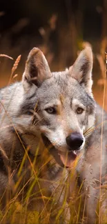 Majestic wolf standing in golden grasslands, staring ahead.