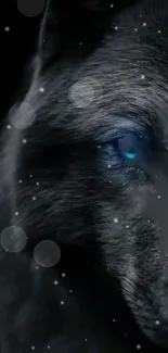 Majestic dark wolf with luminescent blue eyes in the moonlight.