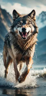 Majestic wolf running through mountain stream.