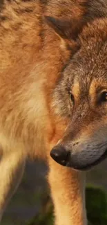 Close-up of a majestic wolf in a natural forest setting.